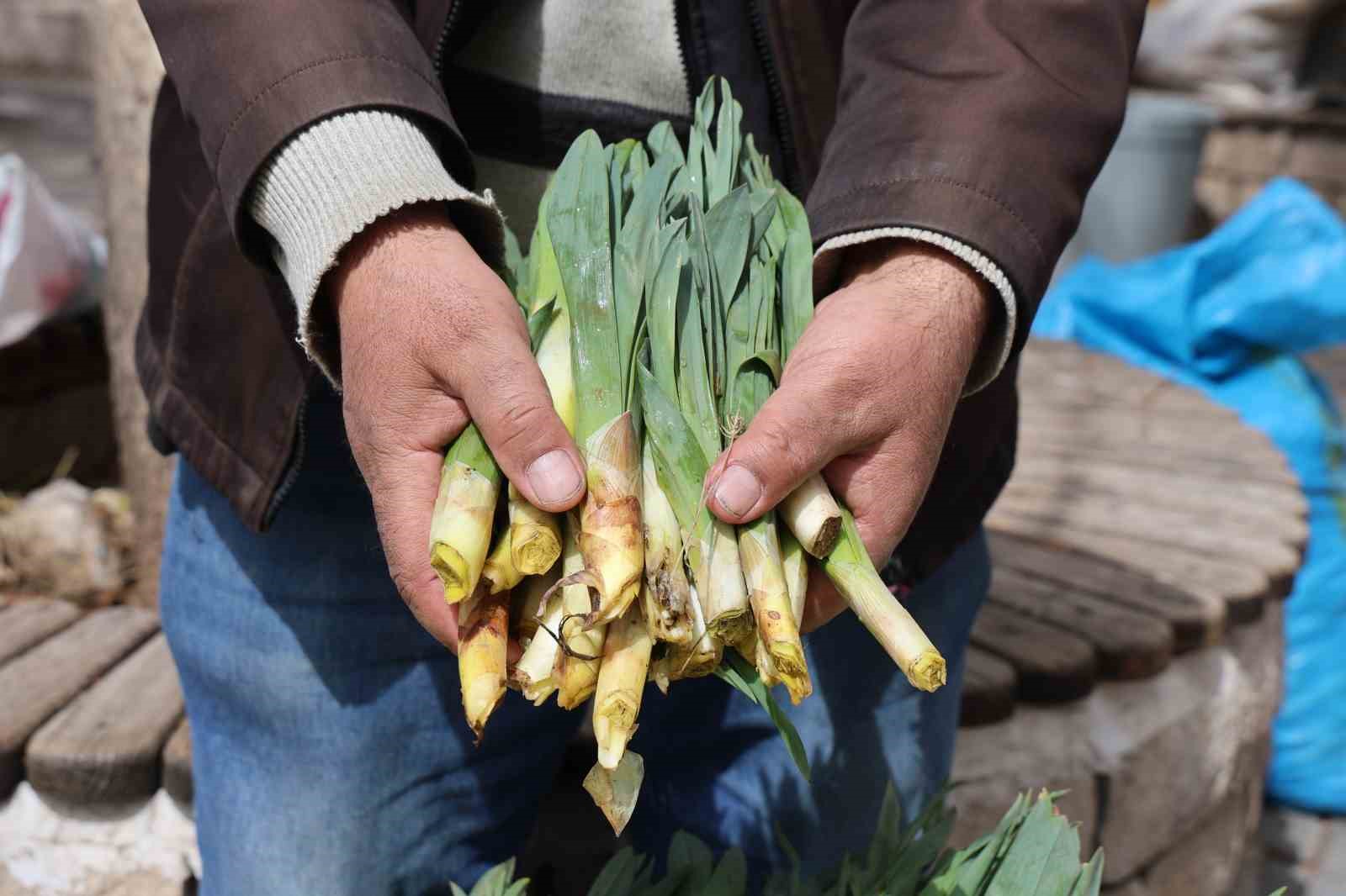 Doğal antibiyotik ‘çiriş otu’ tezgahlarda yerini aldı