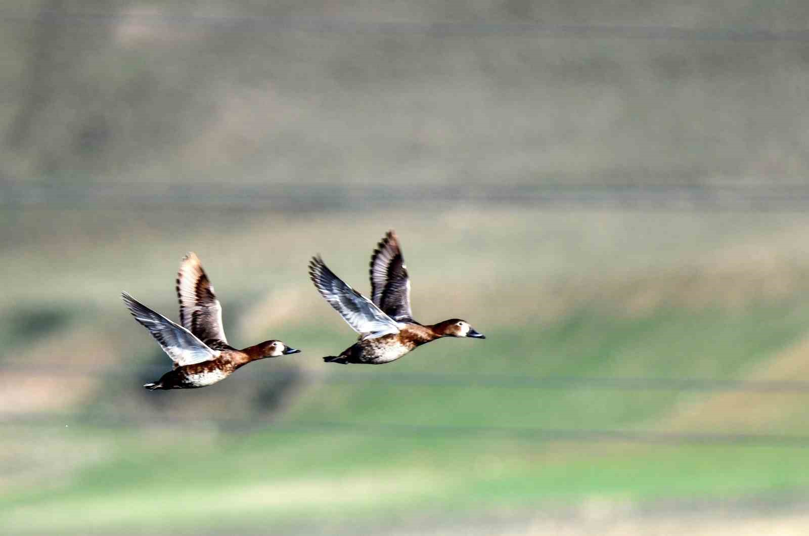 Ekşisu Sazlığı birçok kuş türüne ev sahipliği yapıyor