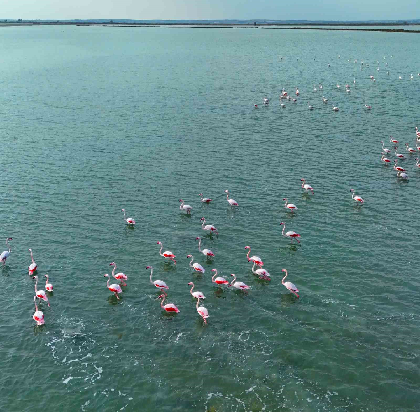 Flamingolardan görsel şölen