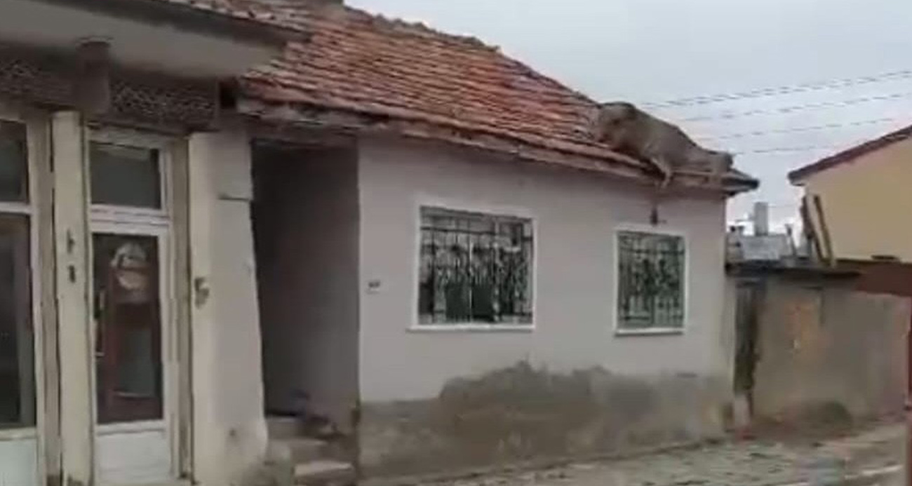 Kızıl geyik çatıya çıktı, görenler şaşırdı