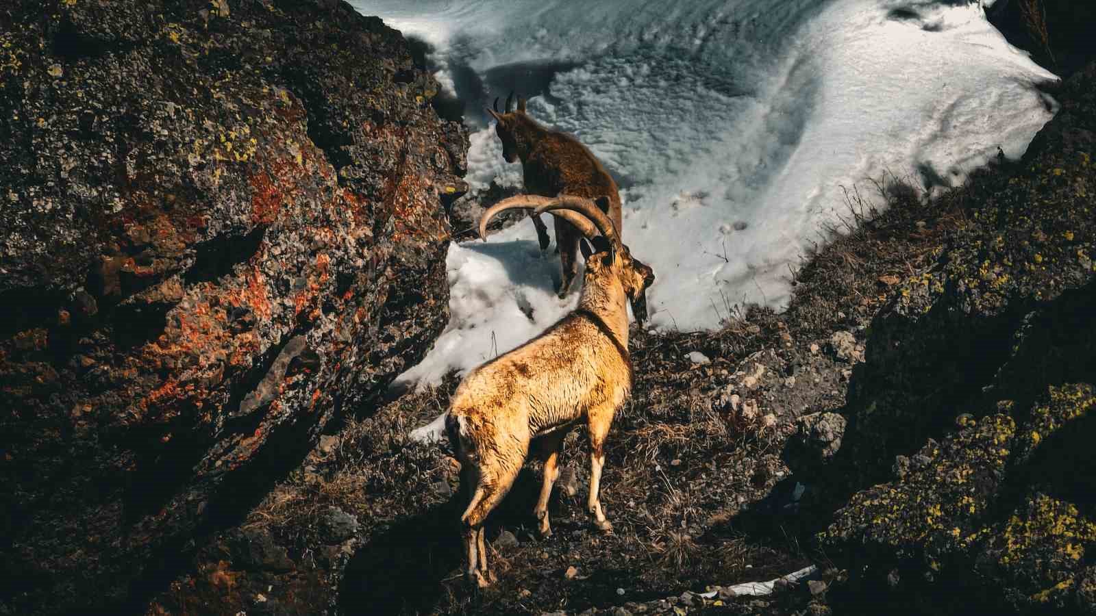 Görkemli dağ keçileri görenleri kendine hayran bırakıyor