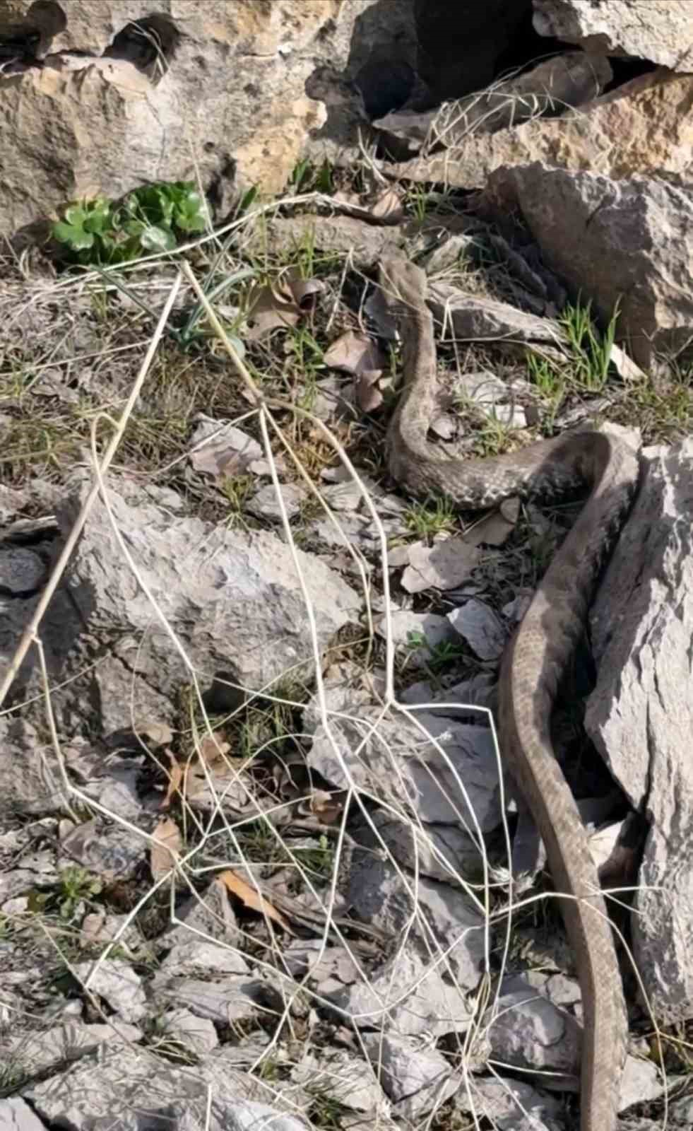 Hakkari’de engerek yılanı görüntülendi