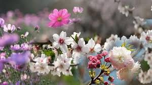 Baharın müjdecisi üçüncü cemre ne zaman düşecek