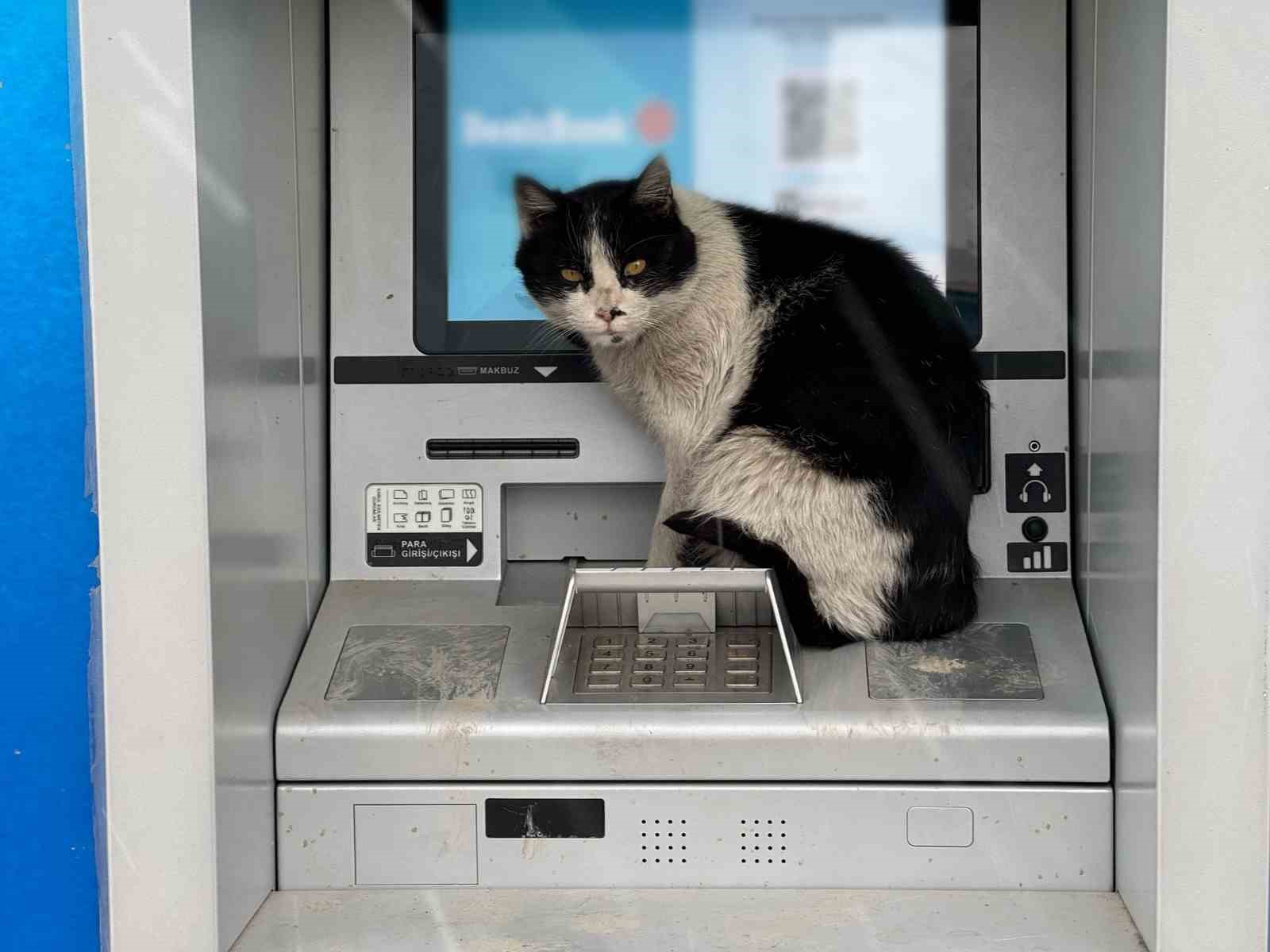 Van’da soğuktan üşüyen kedi, para çekme kabinine sığındı