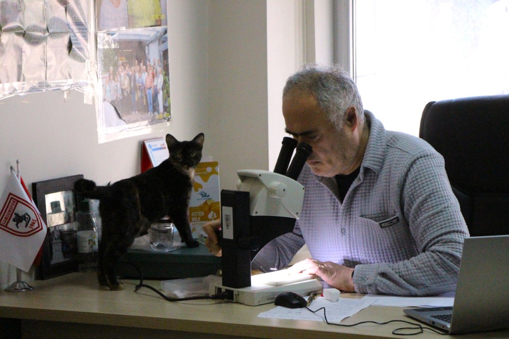 Çalışma odasını kedileriyle paylaşıyor