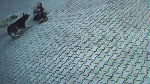 10 yaşındaki öğrenci, sürü halinde dolaşan köpeklerin saldırısına uğradı