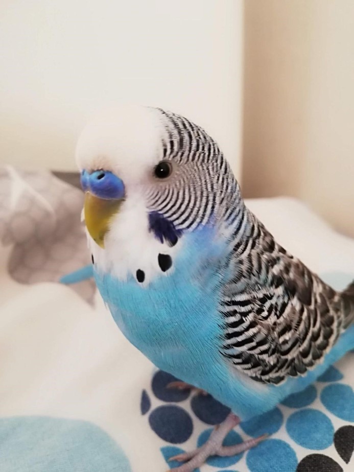 6 yıllık kuşunu bulana 20 bin TL ödül verecek