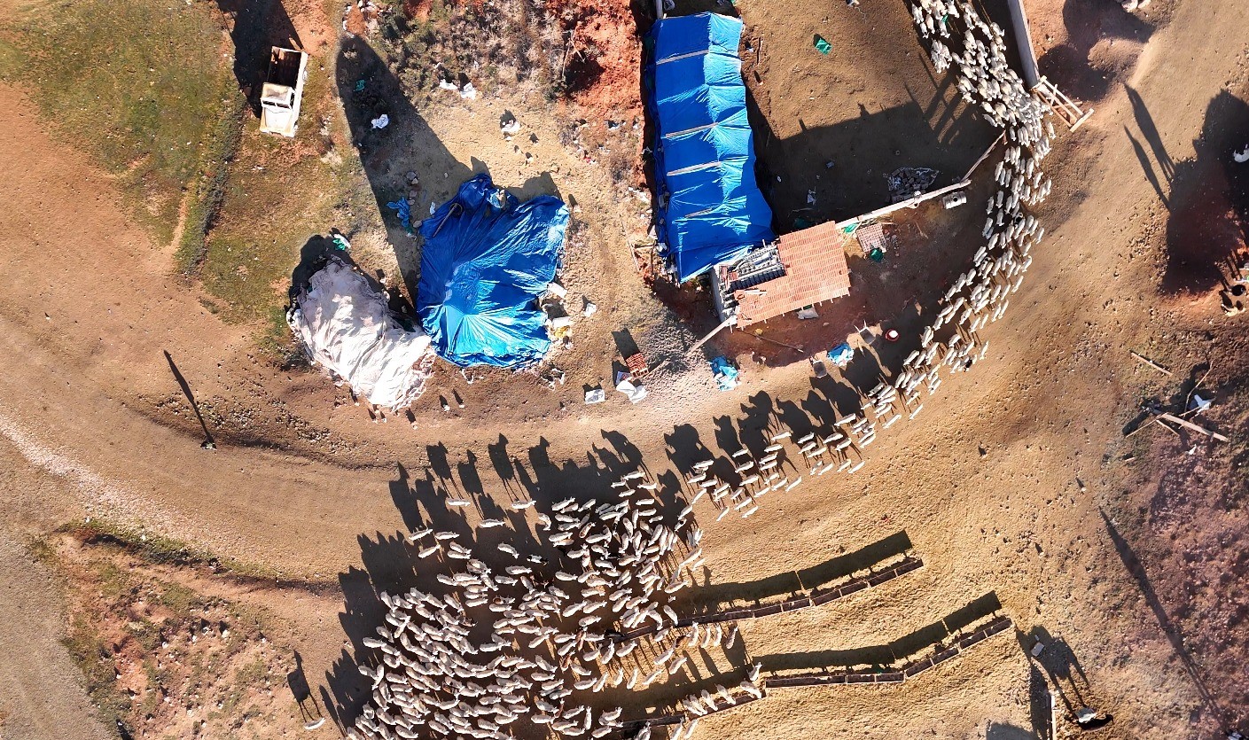 Süt kuzularının anneleriyle buluşma anı dron ile görüntülendi