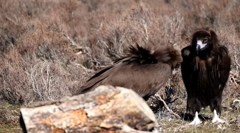 En tehlikeli uçan avcıları birlikte görüntülendi
