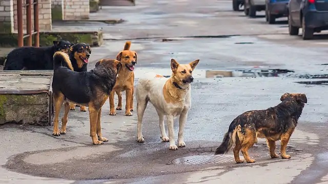 Bakan Yerlikaya’dan sokak köpekleri açıklaması: “Allah’ın izniyle çözeceğiz”