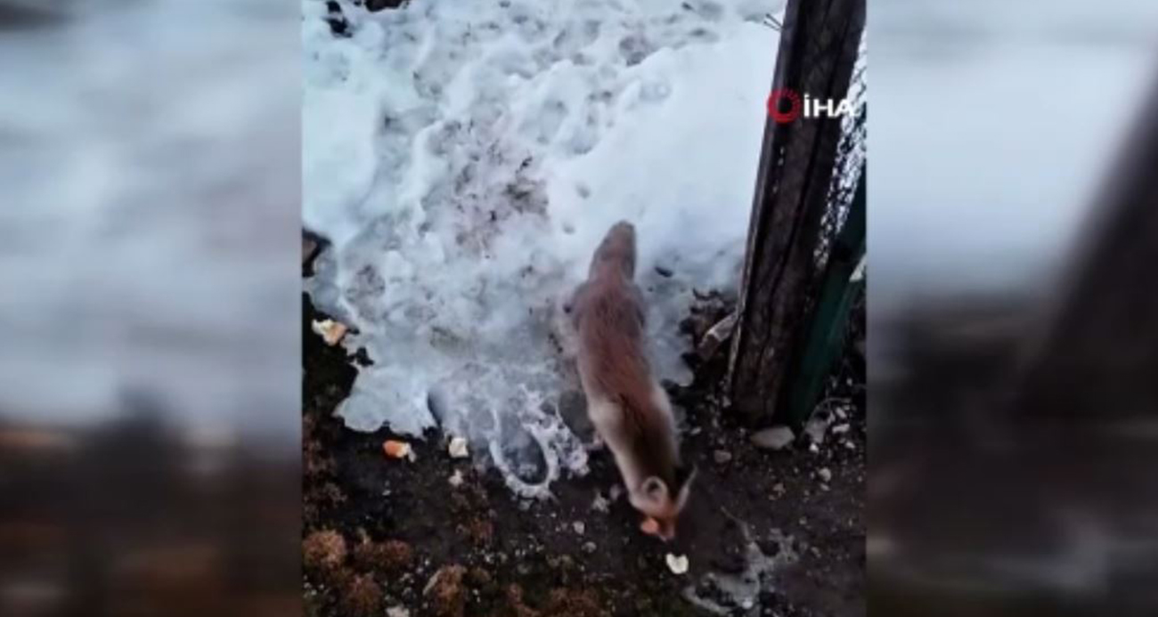 Vatandaşın tilki ile sohbeti gülümsetti