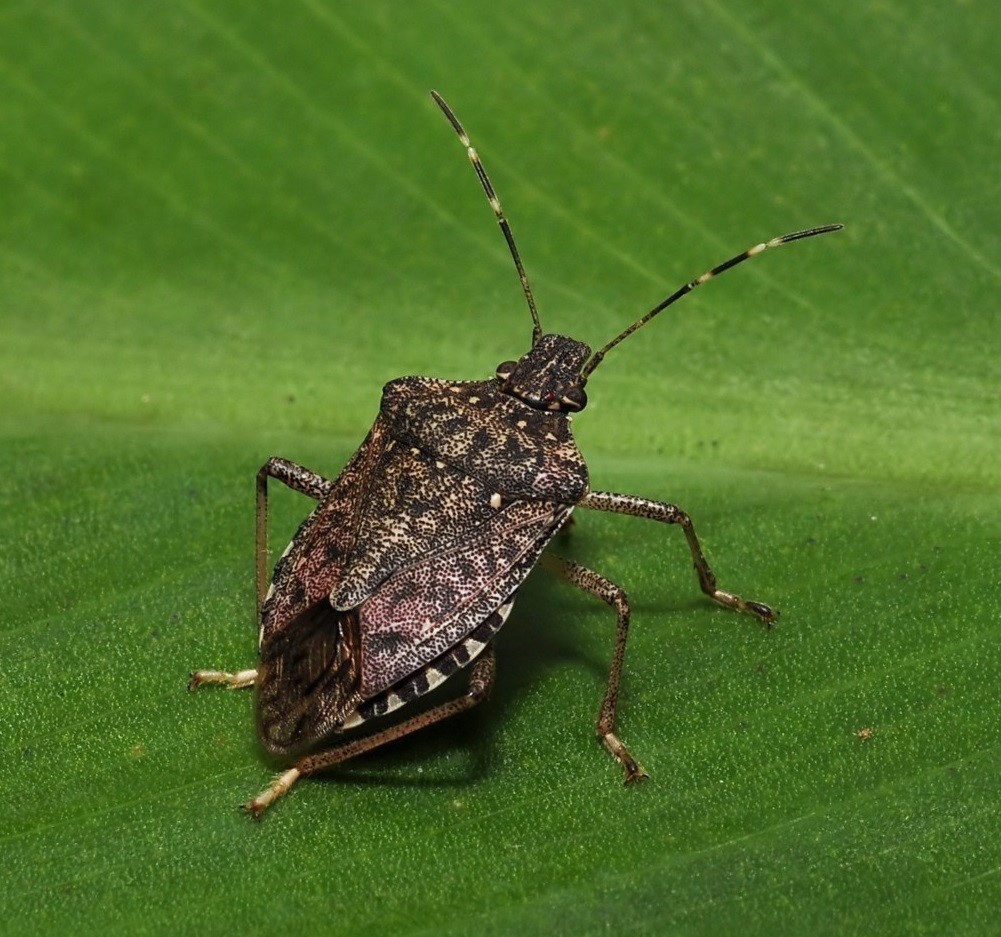 Kahverengi kokarca kış uykusundan erken uyandı