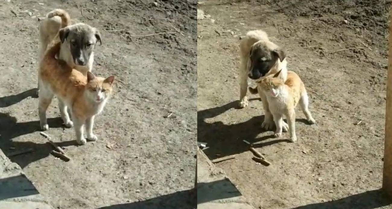Kedi ile köpeğin samimi anları kamerada