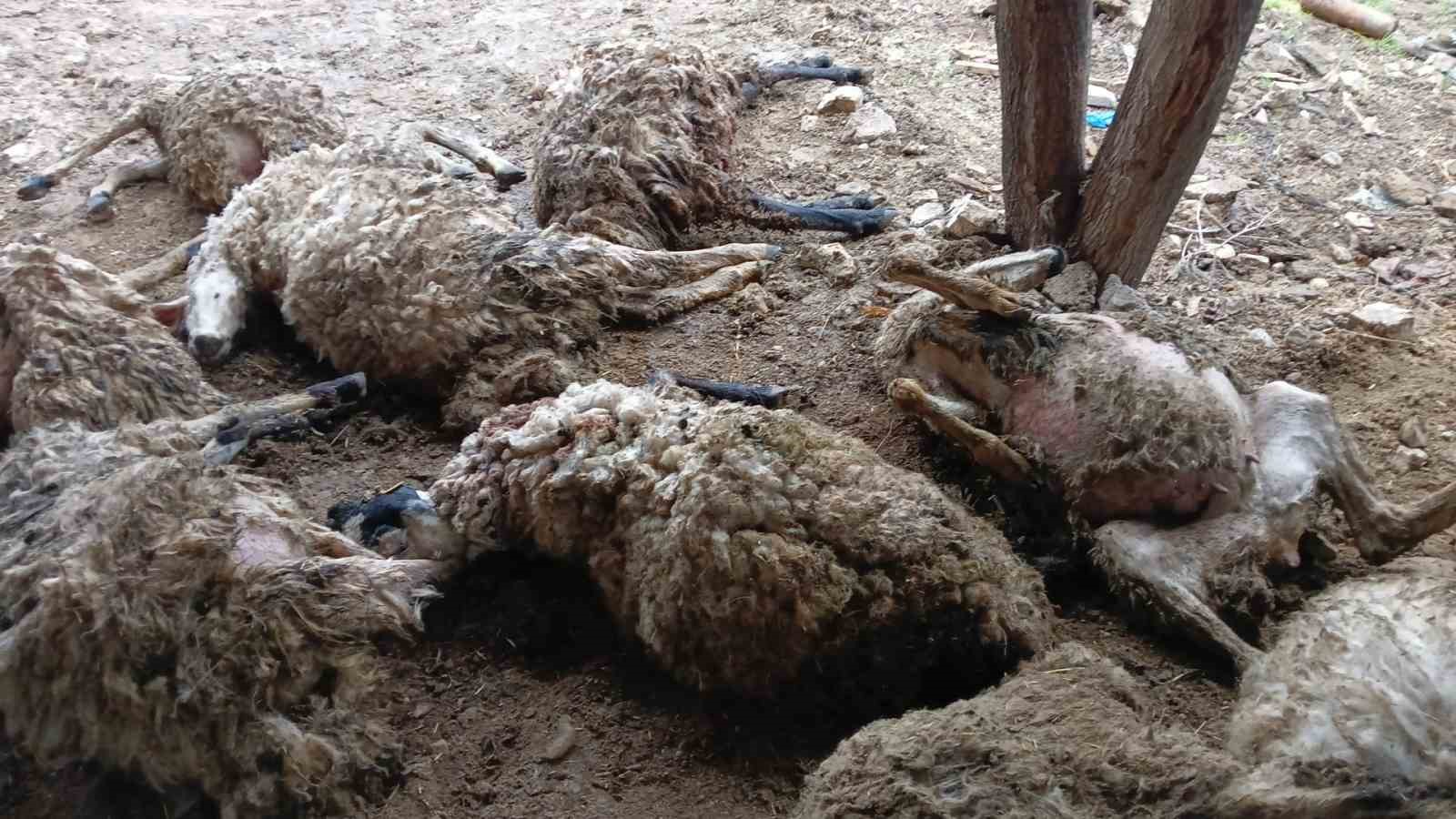 Tunceli’de izdiham oluşan ağılda 11 koyun telef oldu