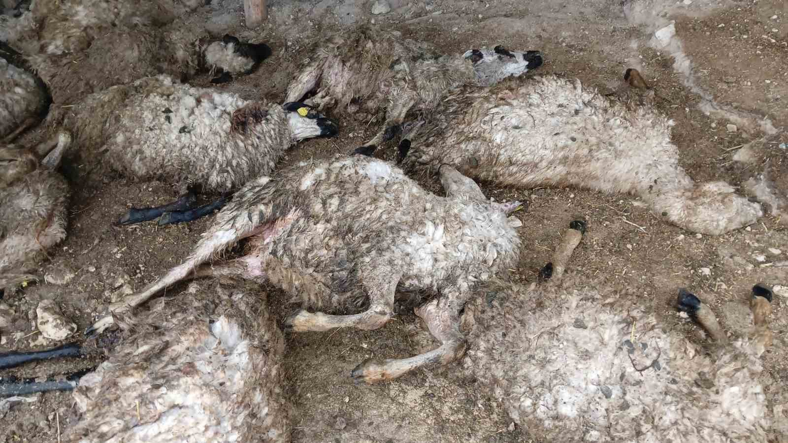 Tunceli’de izdiham oluşan ağılda 11 koyun telef oldu
