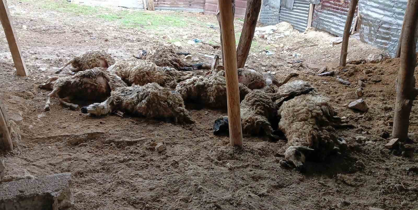 Tunceli’de izdiham oluşan ağılda 11 koyun telef oldu