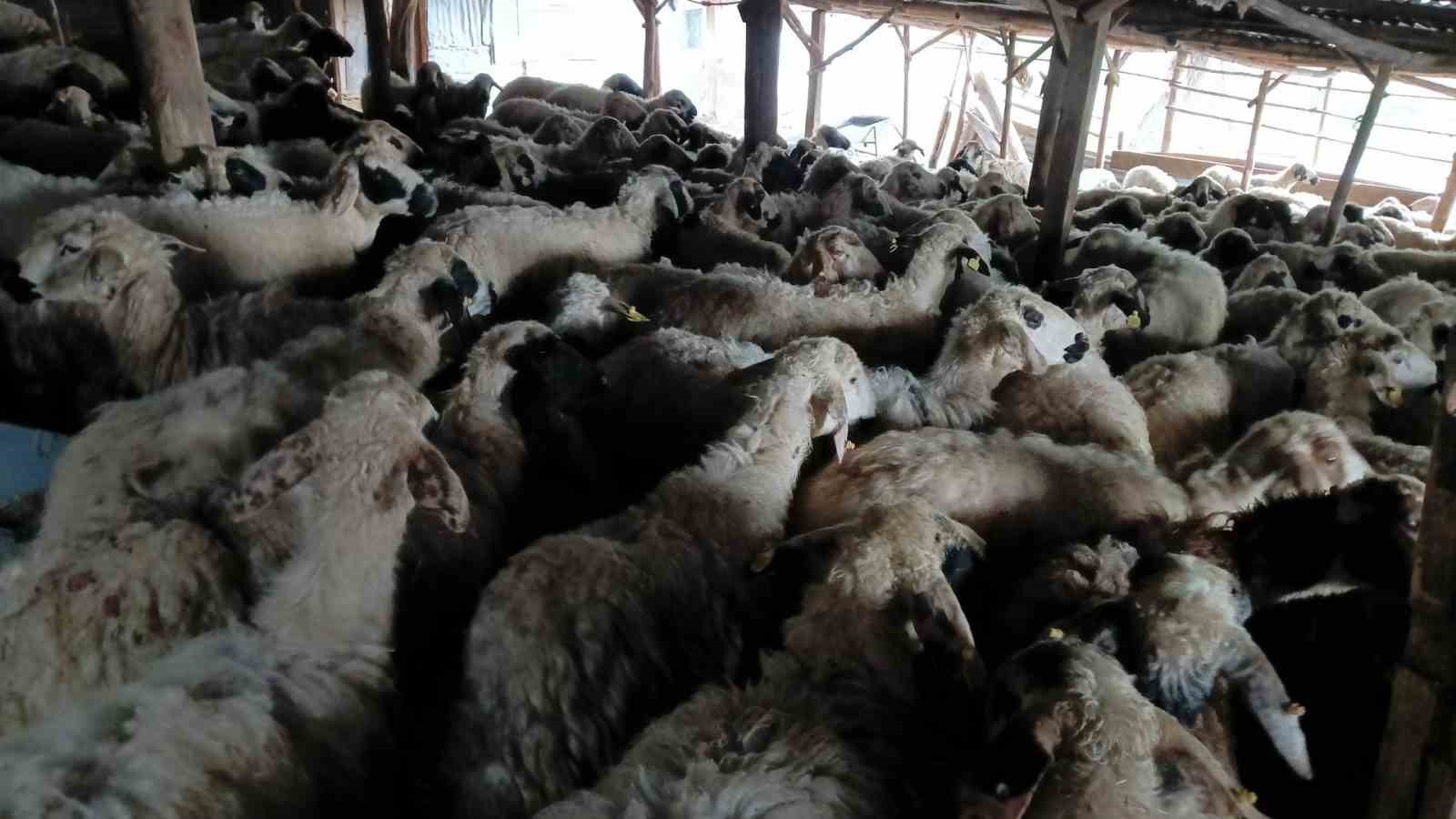 Tunceli’de izdiham oluşan ağılda 11 koyun telef oldu