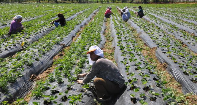 Çiftçilerin yaş ortalaması 59’a yükseldi