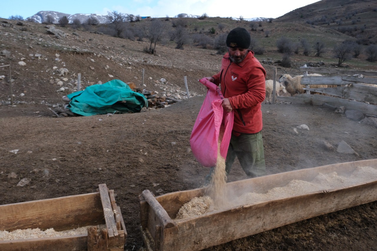 Erzincan’da koyun ve kuzuların coşkulu buluşması havadan görüntülendi