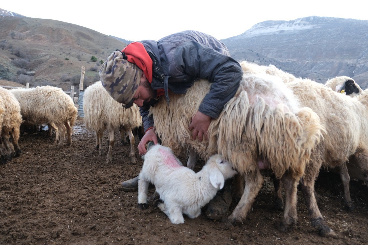 Erzincan’da koyun ve kuzuların coşkulu buluşması havadan görüntülendi