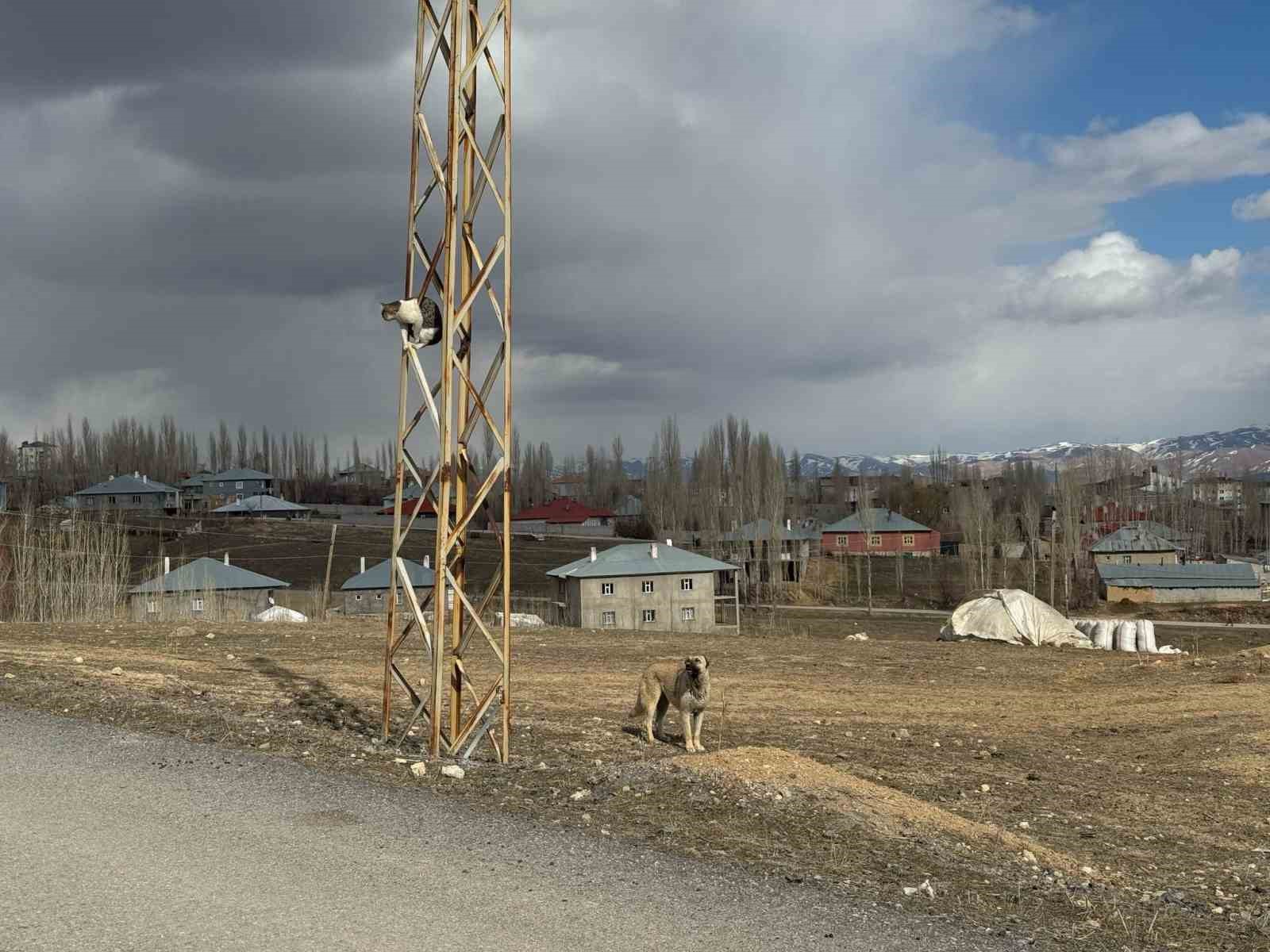 Van’da köpeklerden kaçan kedi saatlerce direkte bekledi