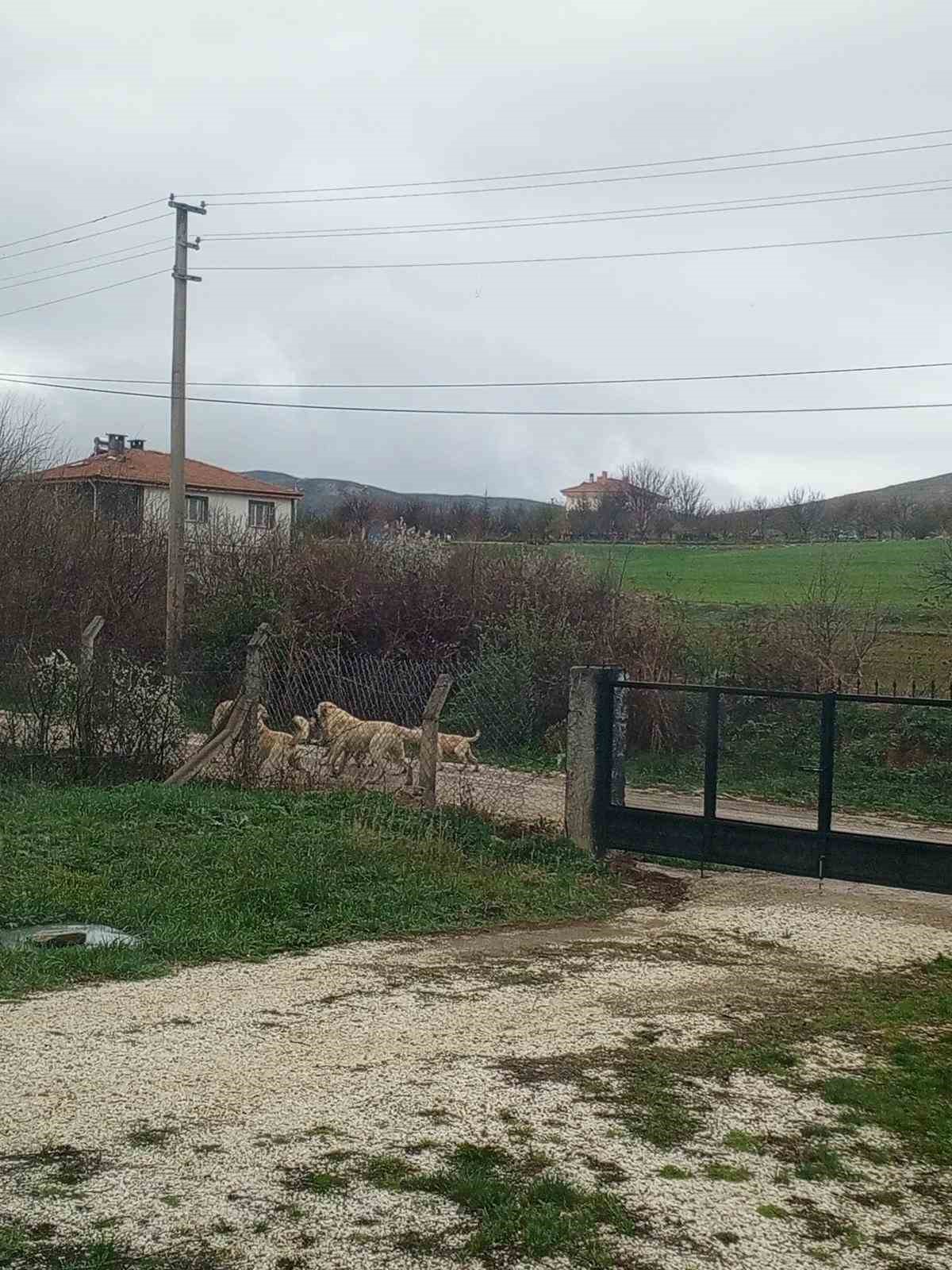 Halk başıboş köpeklerden tedirgin