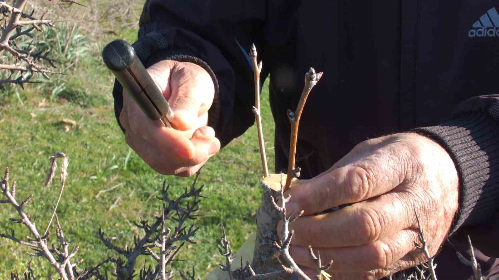 Vatandaş hayır için meralardaki 10 bin ağacı aşıladı