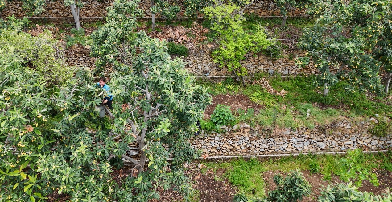Muşmula hasadı başladı