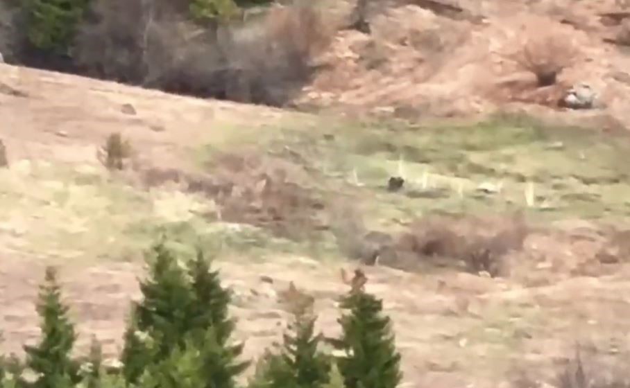 Gençler ayıyı çaya davet etti