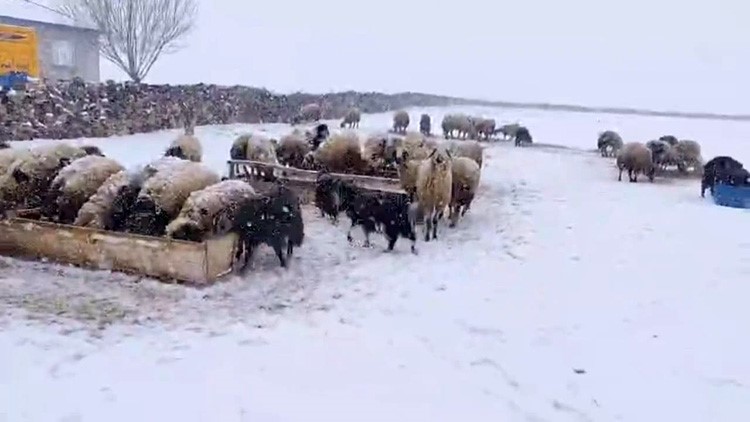 Besicilerin kar esareti sürüyor
