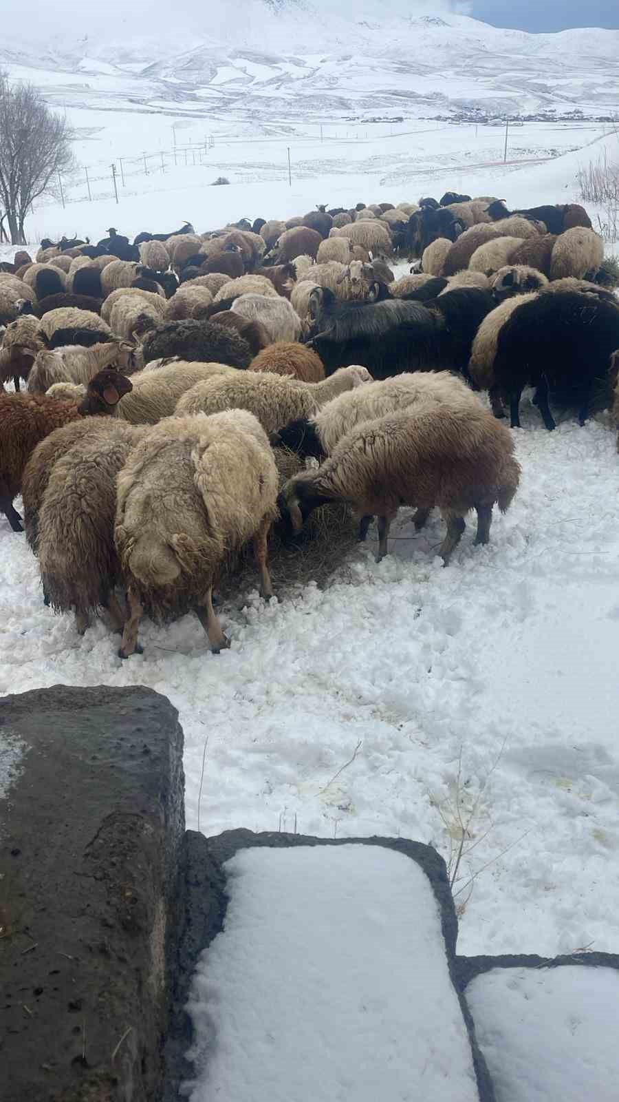 Yaylaya çıkan besicilerin kar altında zorlu mesaisi