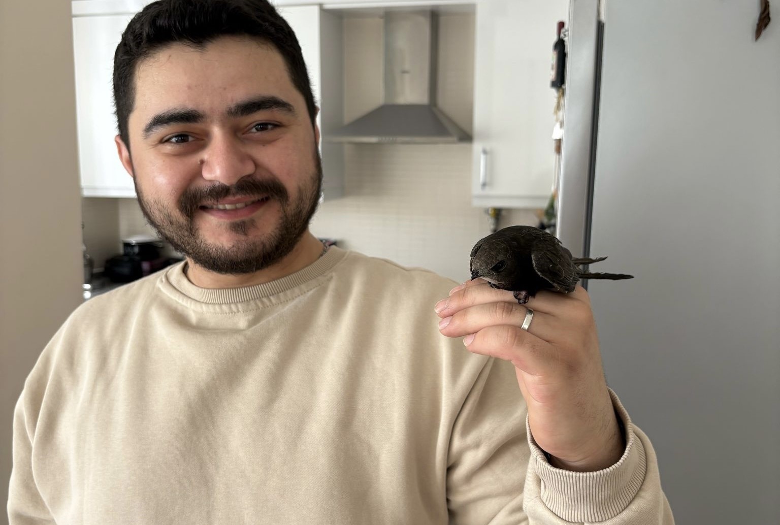 Esnafın davetsiz misafiri: Atmaca zannetti, ebabil kuşu çıktı