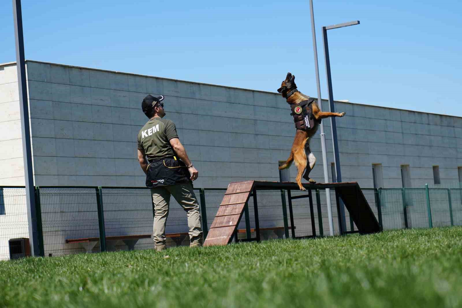 Sınırların gizli kahramanı hassas burun köpekler böyle eğitiliyor