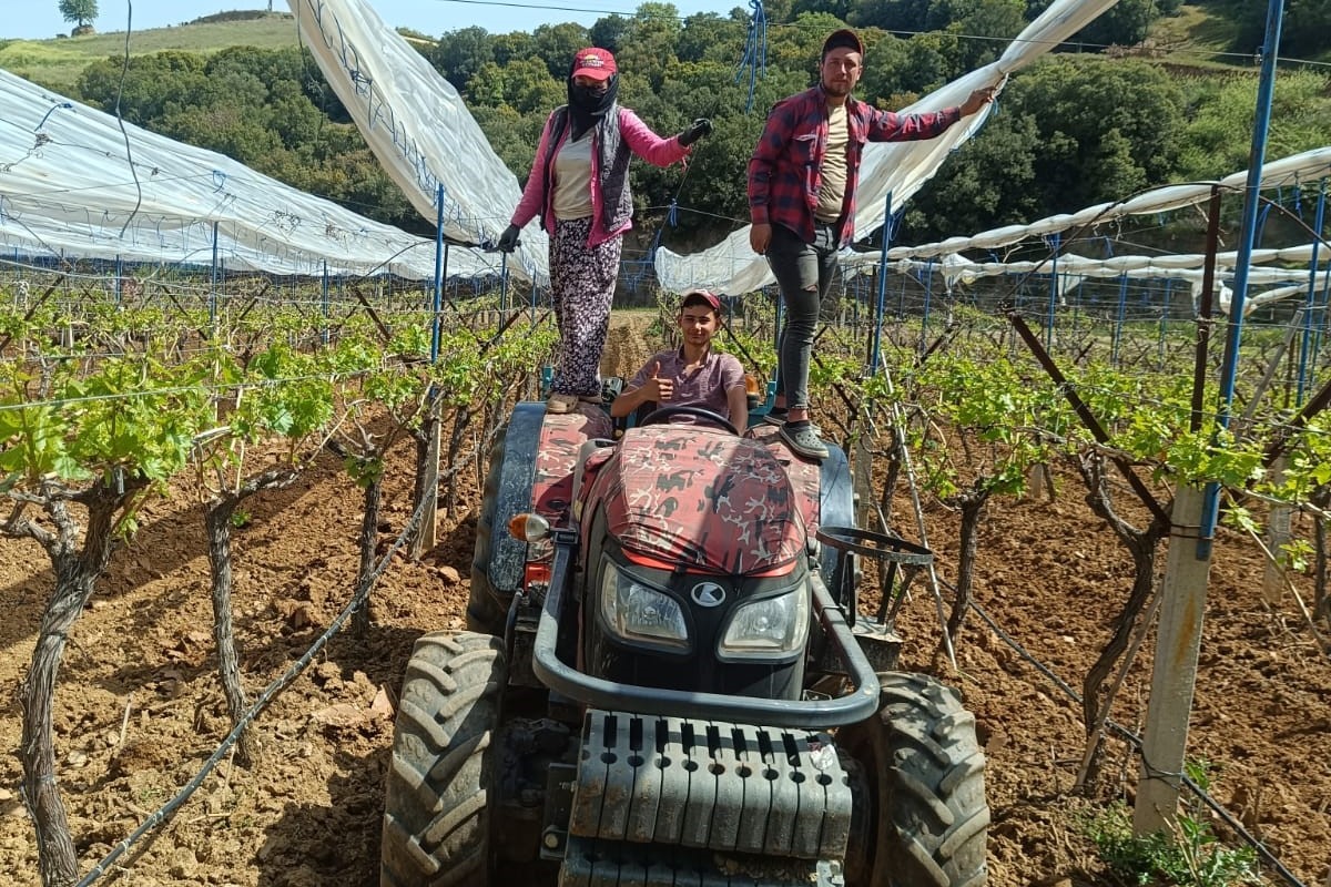 Üzüm bağlarına İtalyan dolu tül sistemi uygulaması başlandı