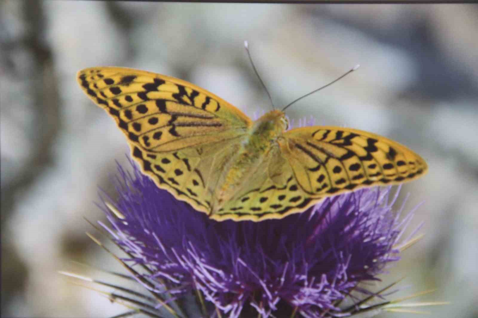 ’Mutlu Kelebekler Festivali’ renkli anlara sahne oldu