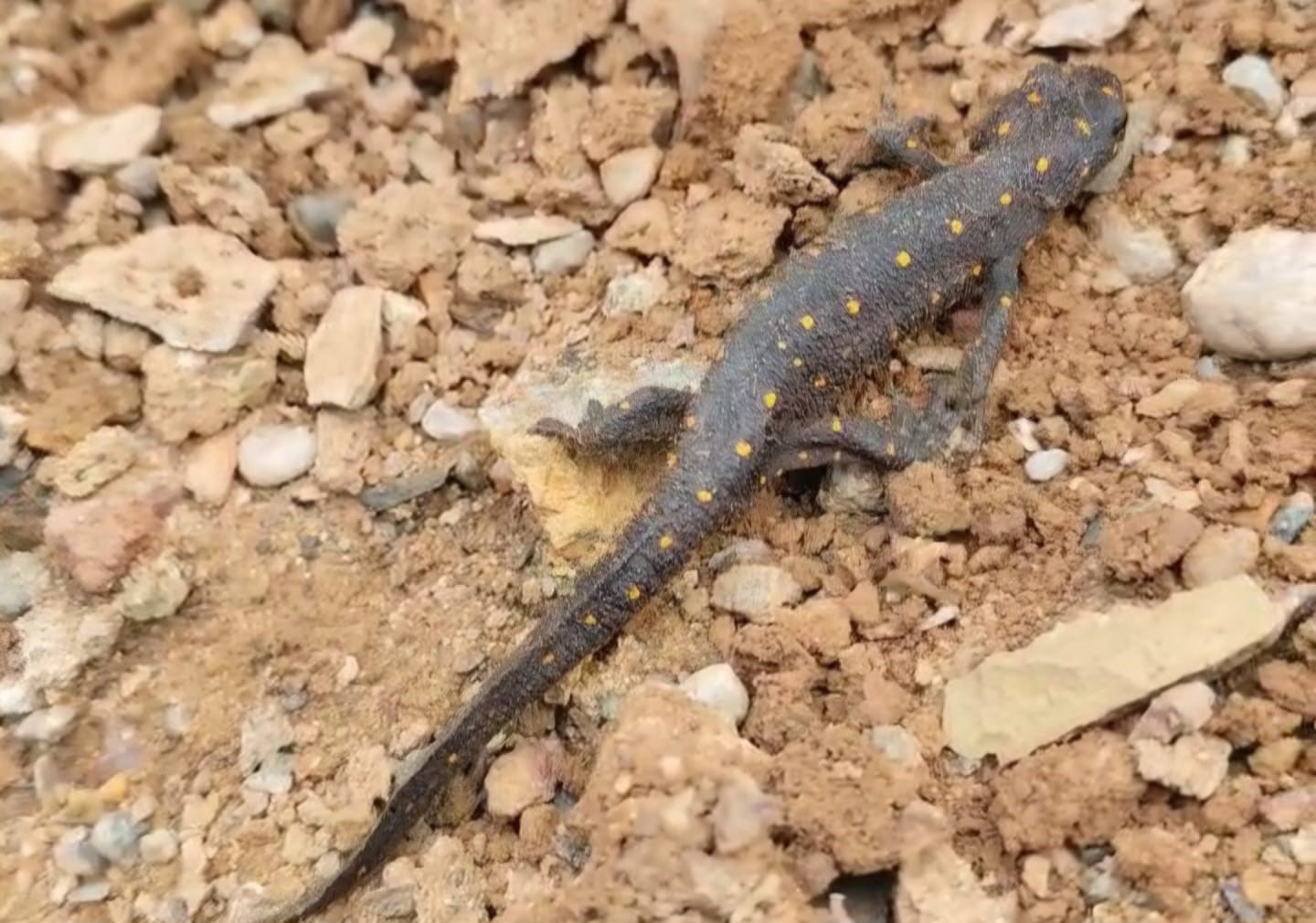 Türkiye’de ilk defa Tunceli’de görülmüştü: Tekrar ortaya çıktı