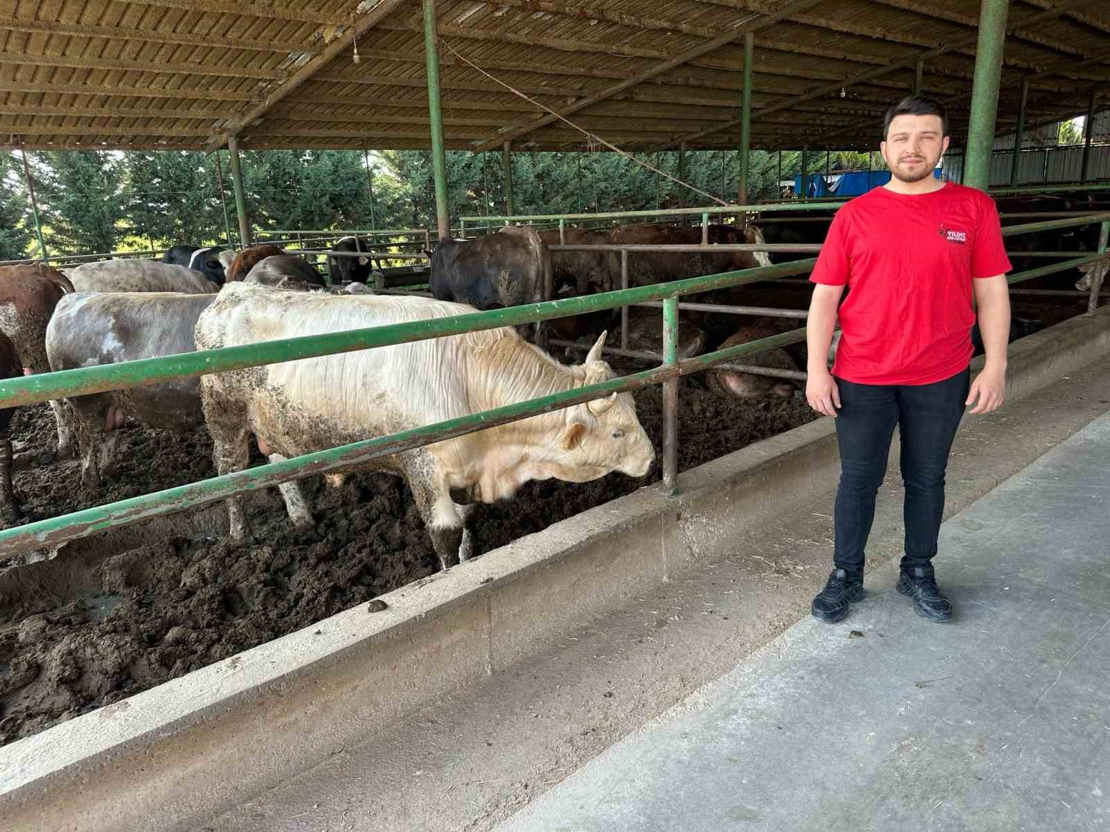 Kurbanlık fiyatlarında büyük değişiklik yok