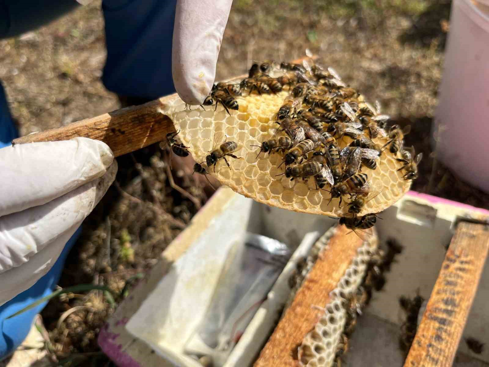 Gelin-görümce ele ele verdi: Ülkenin ana arı ihtiyacını karşılıyor