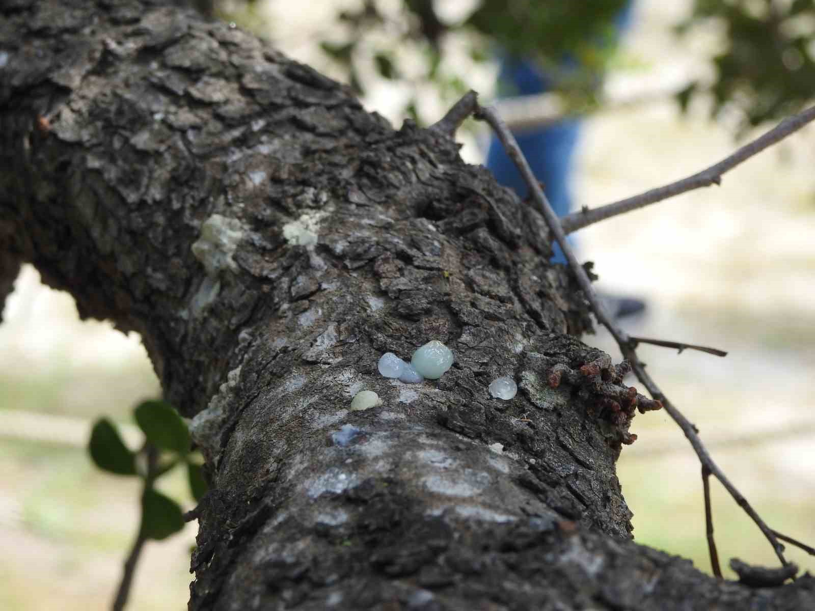 Çeşme’nin coğrafi işaretli ’damla sakızı’, yüksek fiyatı ve ekonomik potansiyeliyle dikkat çekiyor
