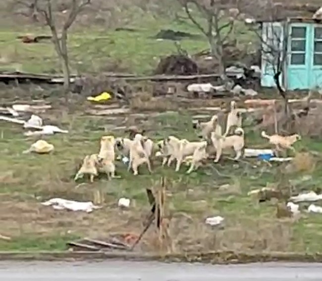Başıboş sokak köpekleri korku saçıyor