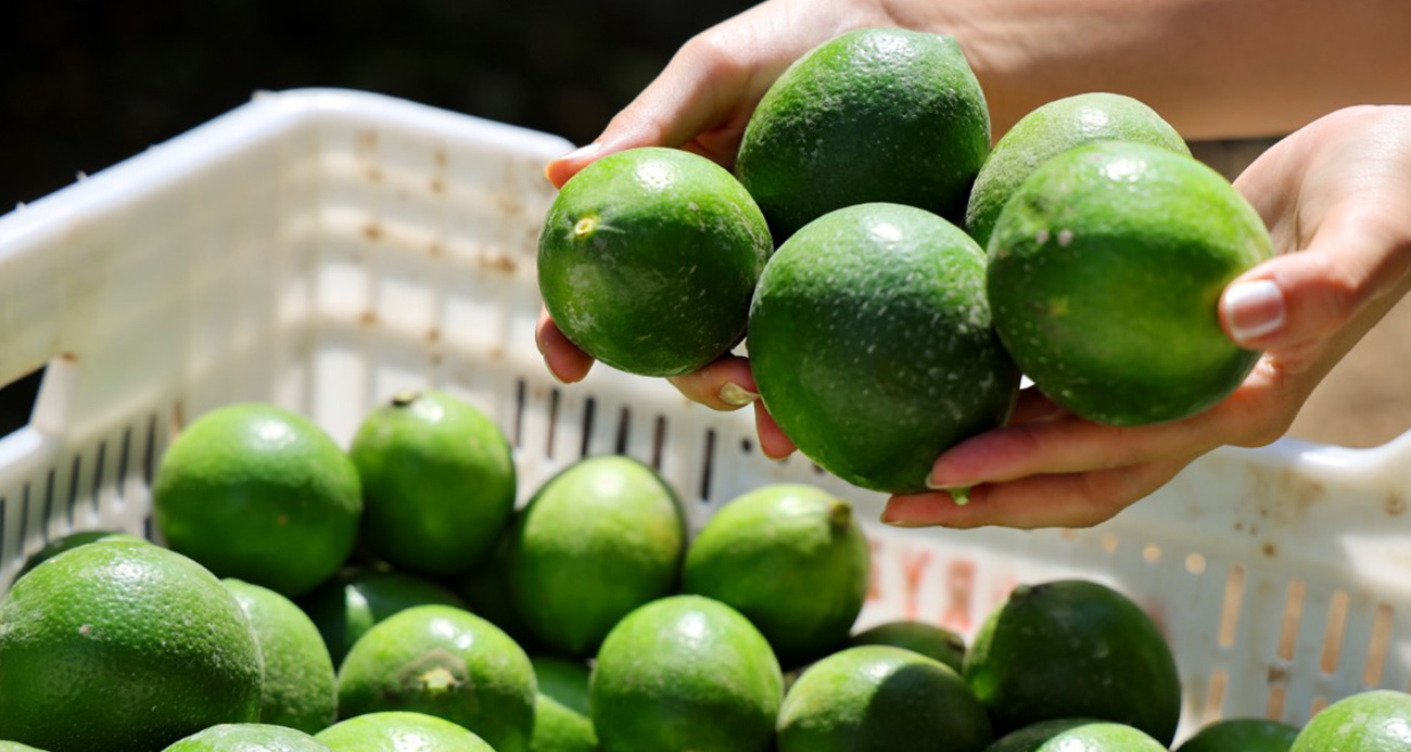 Limonda stokçuların oyunu ortaya çıktı