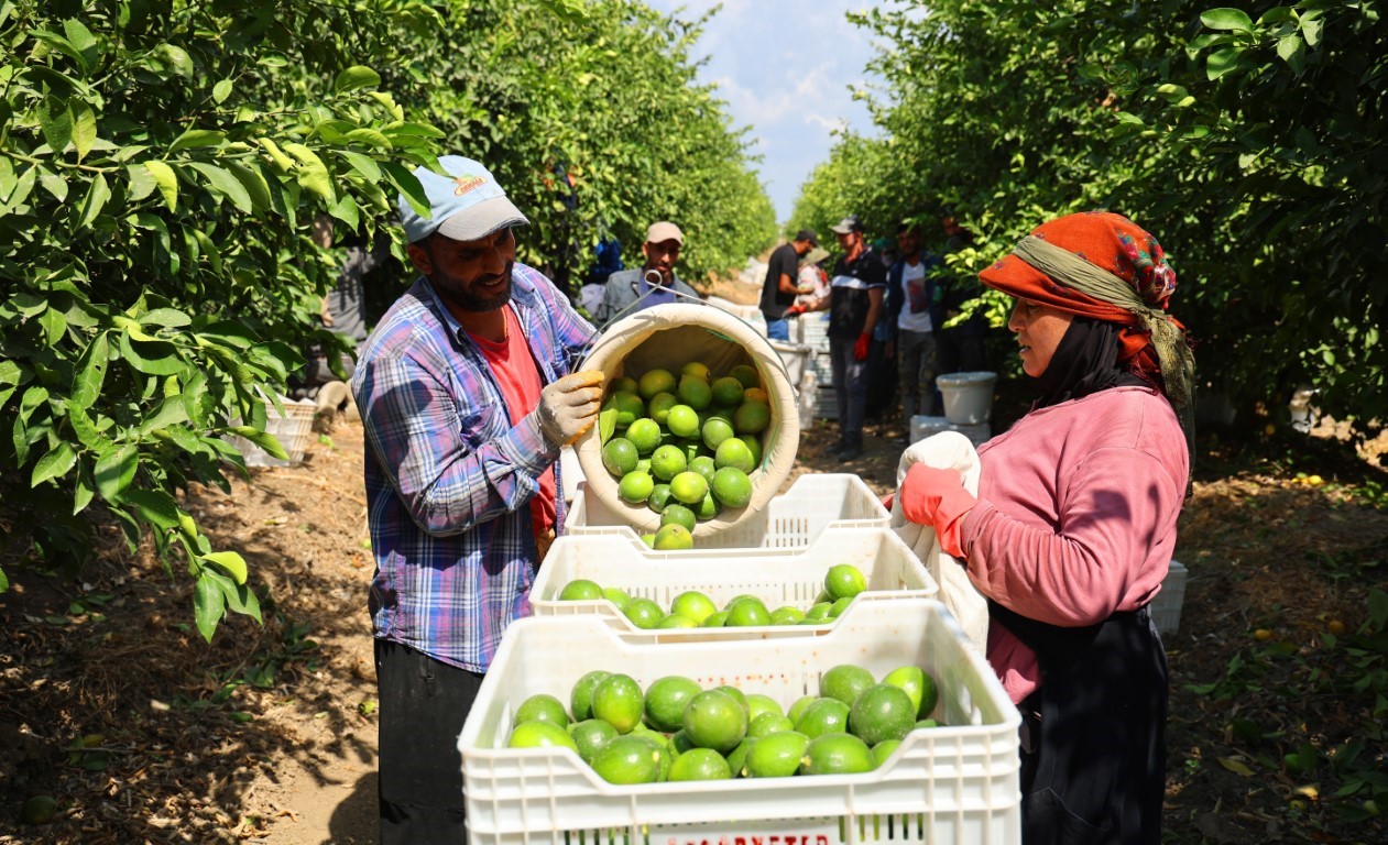 Limonda stokçuların oyunu ortaya çıktı
