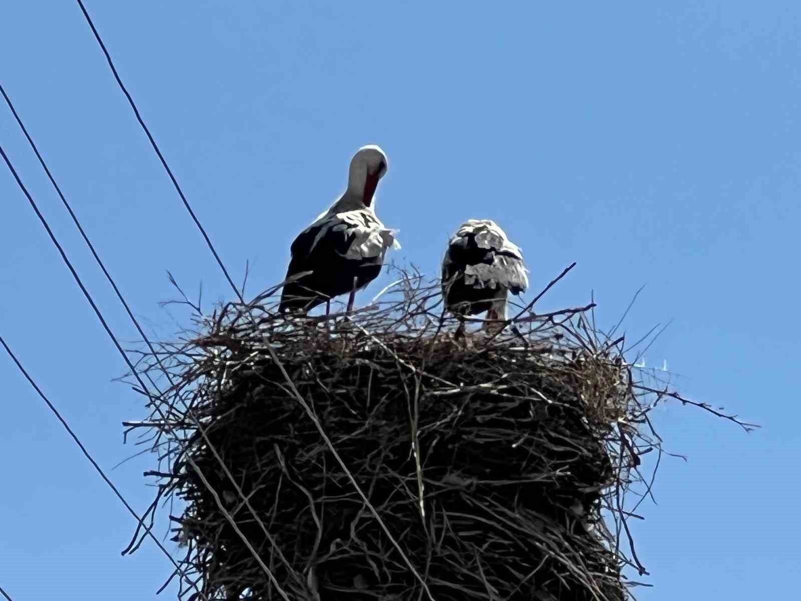 70 yıldır aynı yuvayı kullanıyorlar