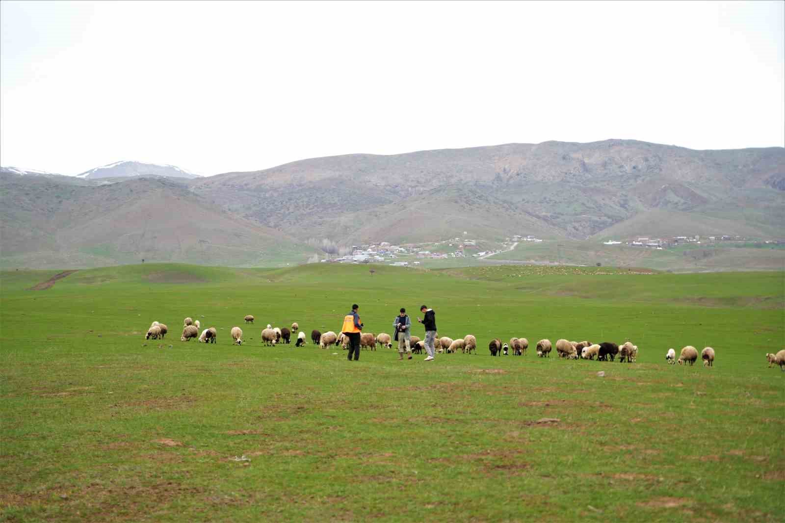 Muş’ta ilkbaharın gelmesiyle 1 milyon 250 bin hayvan meraya çıkarıldı