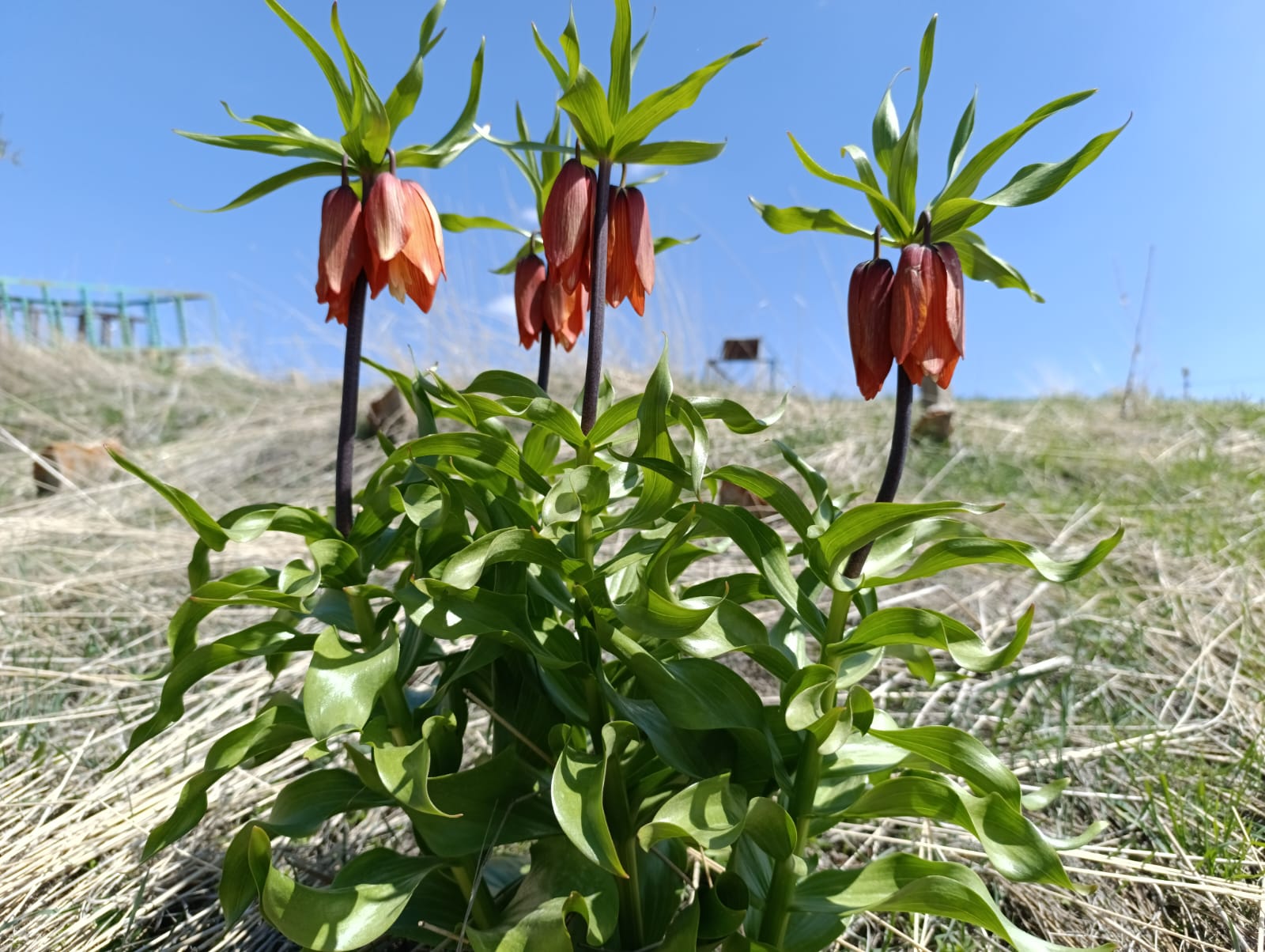 Van’da açan ters laleler doğayı büyüledi