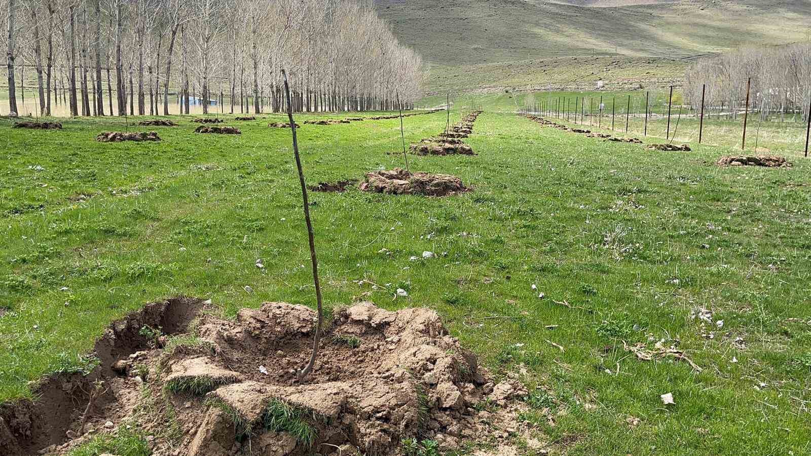 Muradiye’de meyvecilik gelişiyor