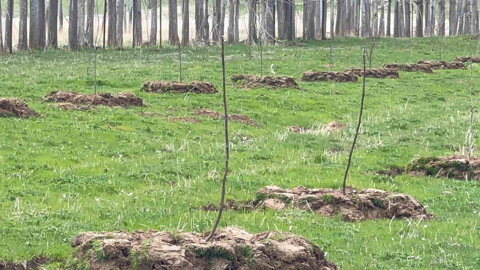 Muradiye’de meyvecilik gelişiyor