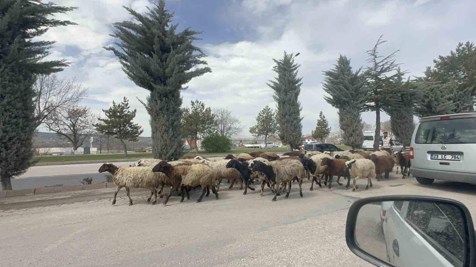 Elazığ’da trafikte sürpriz konuk: Koyun sürüsü şehir merkezinde yol kesti