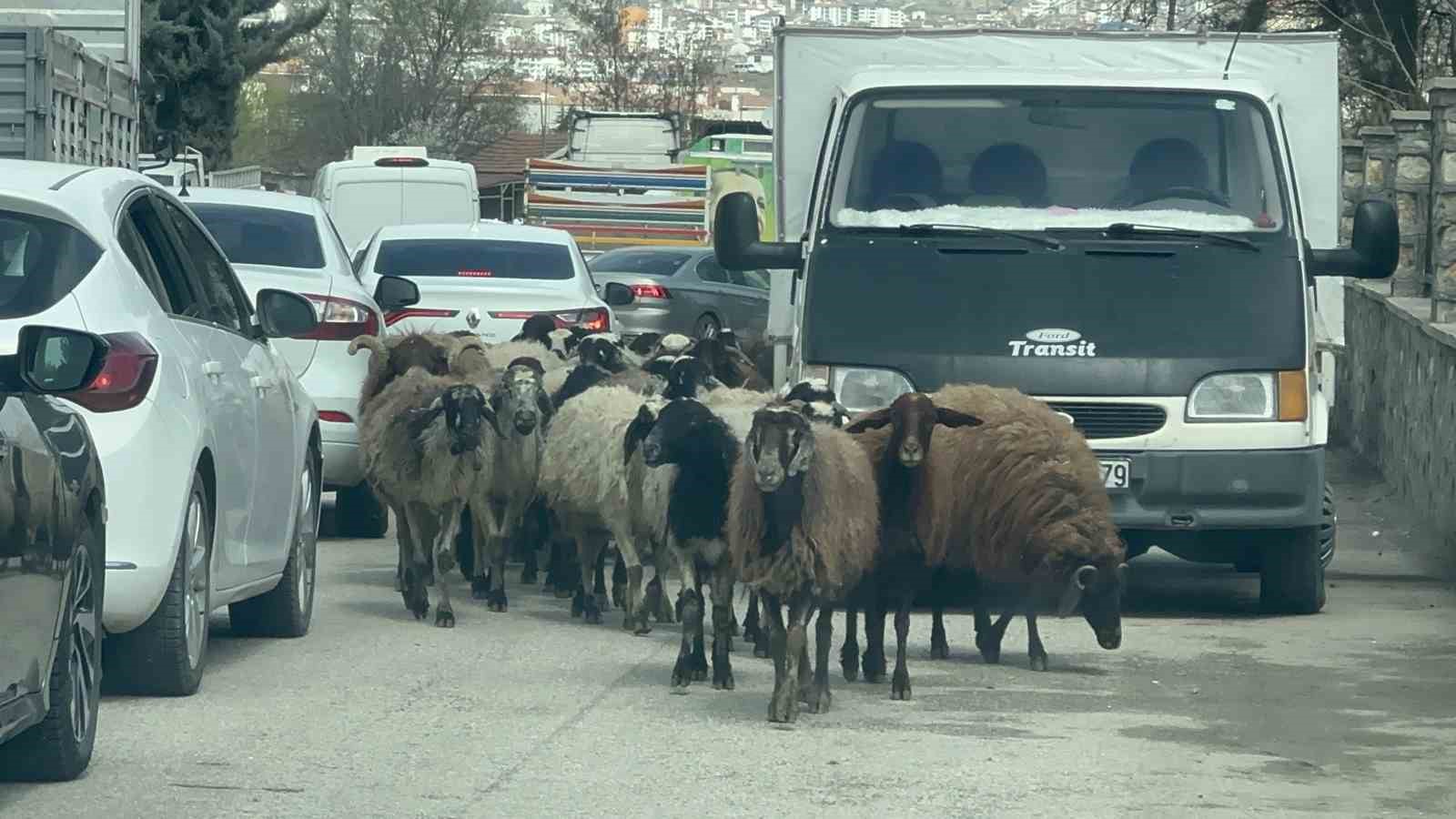 Elazığ’da trafikte sürpriz konuk: Koyun sürüsü şehir merkezinde yol kesti