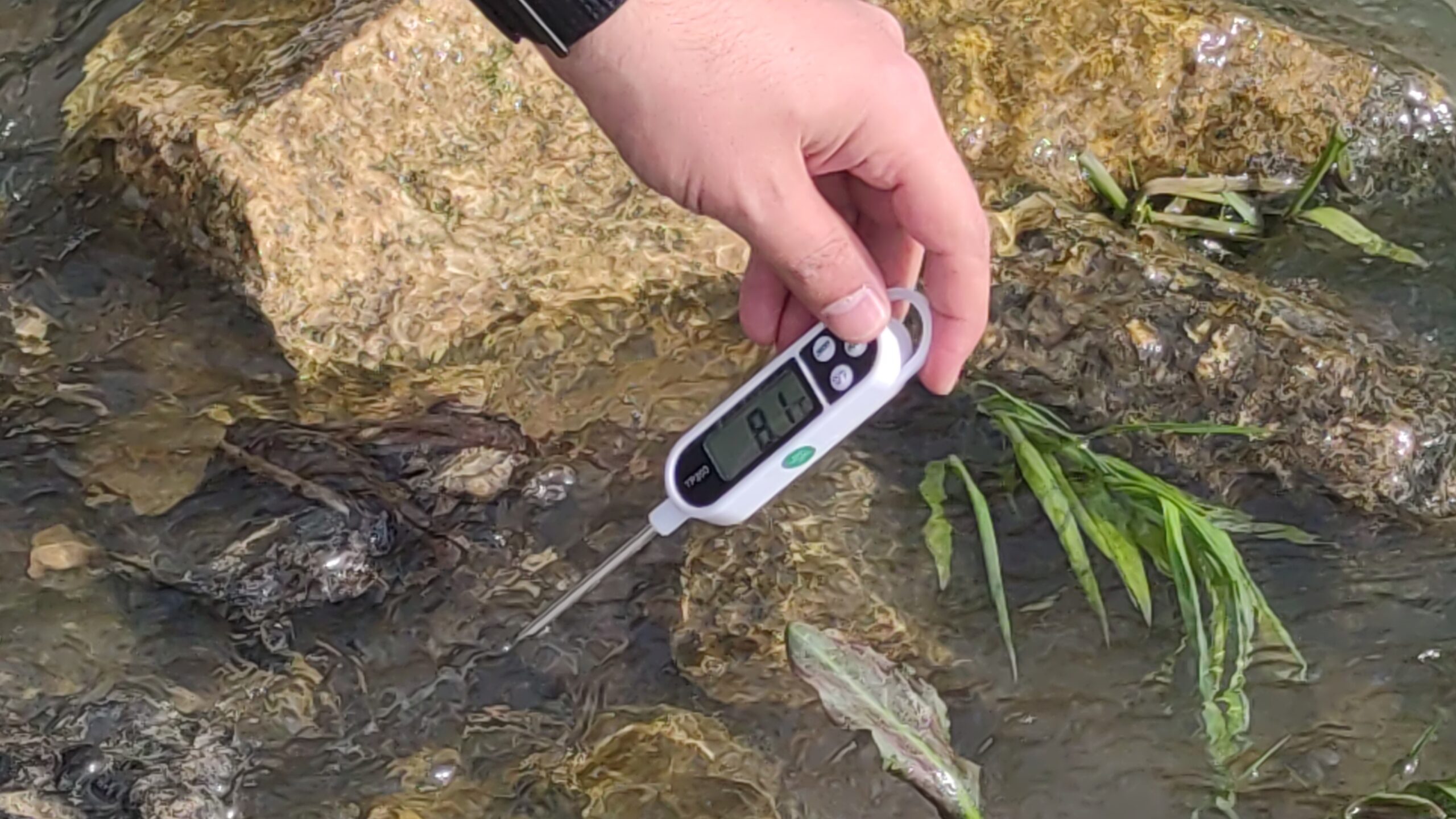 Van Balığının avlanma yasağı başlıyor